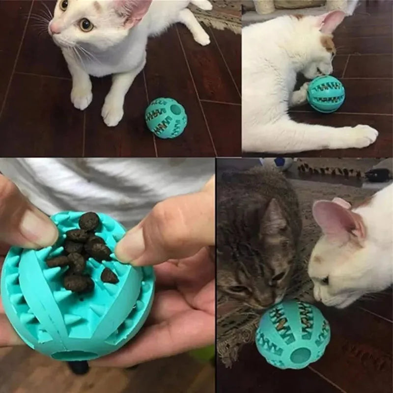 Pet Toy, Front